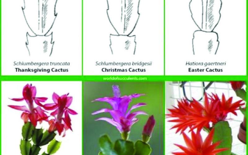 The differences in leaf structure are small, yet the growing media, and light requirements are similar for each of the three holiday cacti varieties. The images depict slight differences between the three types of holidaycacti (courtesy: worldofsucclents.com).