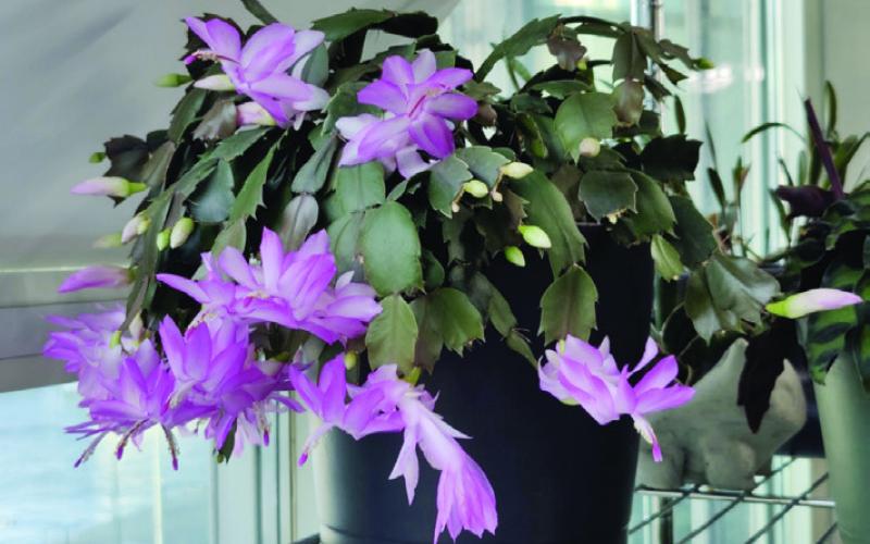 Schlumbergera truncata (Schlumbergera x buckleyi) better known as Thanksgiving Cactus are available in a wide variety of colors (Courtesy:houseplantjournal.com Farmersalamanac. com).