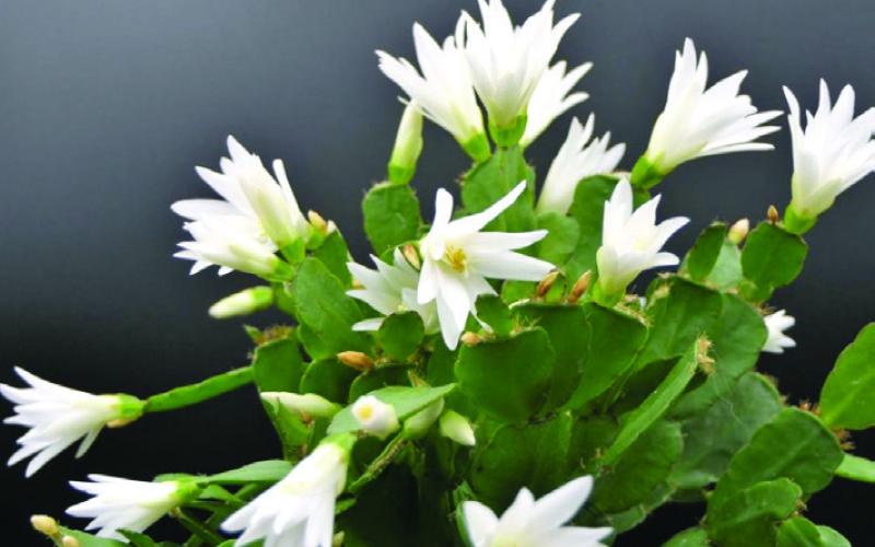 Easter Cactus (Rhipsalidopsis gaetneri) –(courtesy: gardeningknowhow.com).