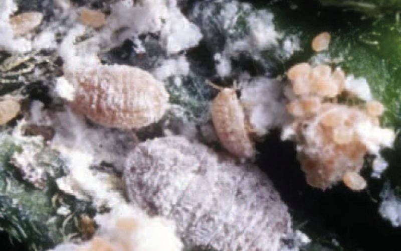 Pink hibiscus mealybugs are oval shaped insects that are pale pink to reddish-brown in color and the insects’ body is covered with white, cotton-like wax. Mealybugs release toxins into plants which lead to curled leaves, stunted growth, and a “bunchy top” appearance (image: idtools.org).