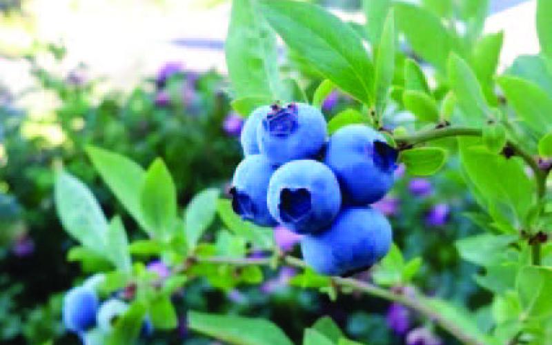 Homegrown blueberries are one of the most rewarding fruits to grow- and surprisingly easy to grow in our SETXs’ warm, humid climate with a bit of ‘know-how’. Successful blueberry crops begin with understanding and meeting plant specific requirement which begins with soil preparation (courtesy: plantilion.com).