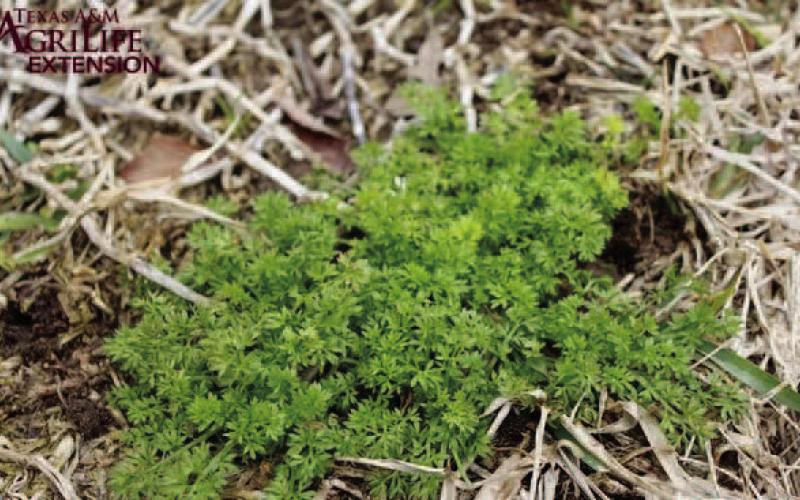 Lawn Burweed is a winter annual weed which grows rapidly in patches while turfgrass lawns are dormant (aggieturf.tamu.edu).