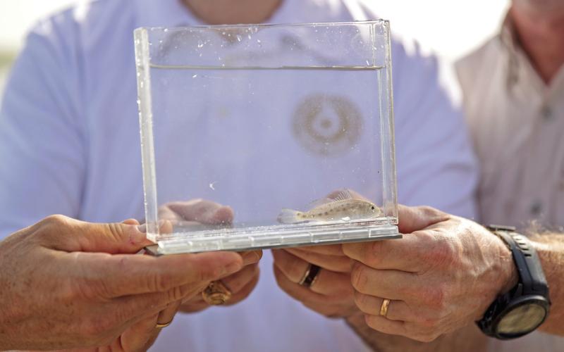 Texas Releases One Billionth Fish Wednesday