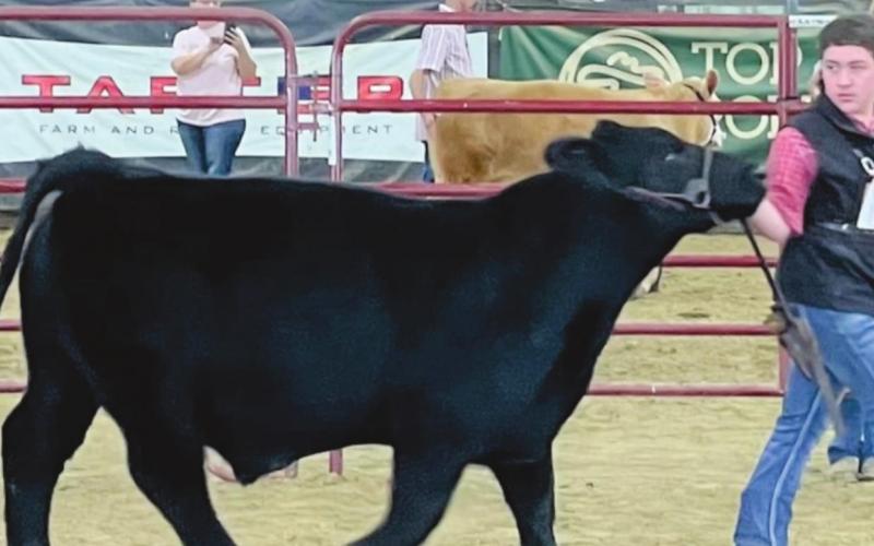 Vidor FFA Booster Club Hosted Livestock Show