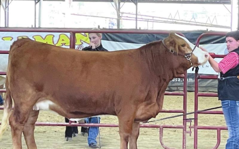 Vidor FFA Booster Club Hosted Livestock Show