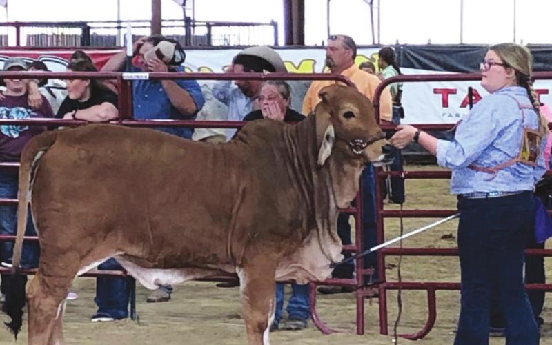 Vidor FFA Booster Club Hosted Livestock Show