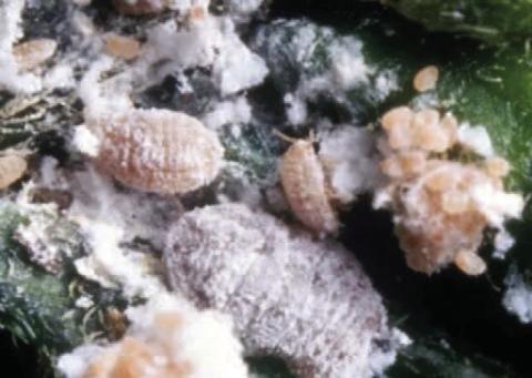 Pink hibiscus mealybugs are oval shaped insects that are pale pink to reddish-brown in color and the insects’ body is covered with white, cotton-like wax. Mealybugs release toxins into plants which lead to curled leaves, stunted growth, and a “bunchy top” appearance (image: idtools.org).