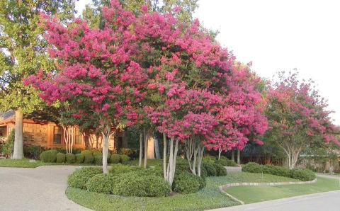 Crepe Myrtles correctly pruned and maintained are visually stunning, creating colorful focal points and are wonderful accent plants which provide enduring curb appeal (image: Covingtonnursery.com).