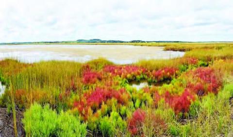 Canada Geese and other wildlife utilize the sea pickle as an important food source, but did you know that when cattle graze a salt marsh, consuming the sea pickle plant adds salt and mineral content to satisfy nutrient requirements (courtesy: friendsofrachelcarsonnwr.org).