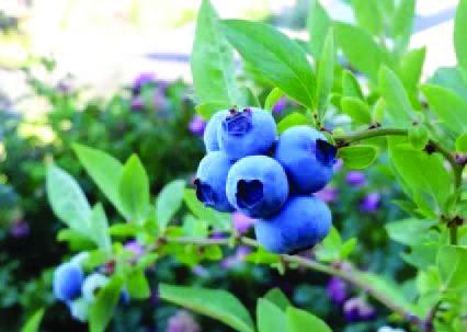 Homegrown blueberries are one of the most rewarding fruits to grow- and surprisingly easy to grow in our SETXs’ warm, humid climate with a bit of ‘know-how’. Successful blueberry crops begin with understanding and meeting plant specific requirement which begins with soil preparation (courtesy: plantilion.com).