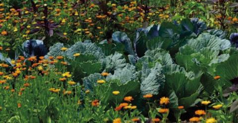 There are many plants, herbs, and flowers which are effective at repelling some detrimental insects with their pungent odors that can disguise the scent of the anticipated host plant from marauders. There are ornamental plants which attract beneficial insects needed for pollination and increased crop yields (courtesy: zerowastehomestead.com).