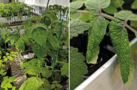 Signs of edema are noticeable on the tomato plant leaves, appearing as lesions. If the environmental conditions persist the tomato plant will continue to deteriorate, fruit production will diminish, and the plant will eventually succumb unless environmental conditions are changed (image courtesy: hortidaily.com).