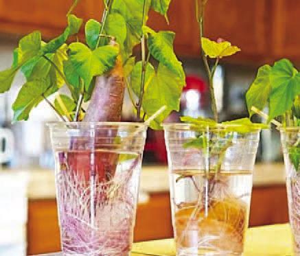 An economical option to propagate sweet potato slips is by purchasing sweet potatoes from a local grocery store. Fill a container with water and submerge a portion of the sweet potato in the container. Place the container in a well-lighted, warm area such as a windowsill and wait for slips to grow (courtesy image: DYIJOY.com).