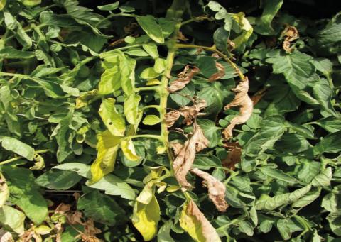 Initial signs of fusarium wilt are yellowing leaves and wilting along one side of the plant, a leaf, branch, or several branches. As the fungus spreads, more yellowing and wilting occurs with leaves dropping off prematurely (image: ag.purdue.edu).
