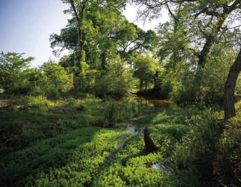 Texas Parks and Wildlife Department Acquires First New East Texas Wildlife Management Area in Nearly Two Decades