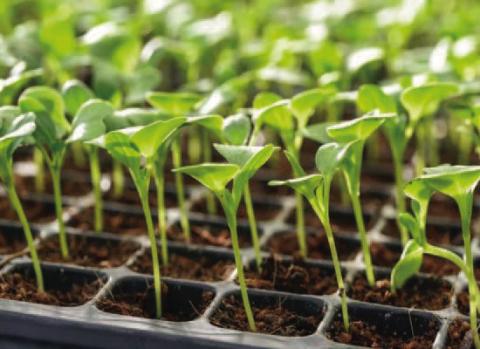 Spring Garden Success: Planning Begins Now
