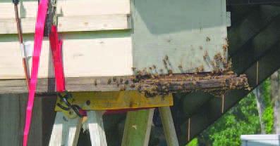 Two of the three colonies started migrating to the new (temporary) hives. The Queen from each hive was relocated to the new residence. This required the assistance of a Master Beekeeper (Len VanMarion) over the course of a week. It is important to note bees release “attack” pheromones during the process and will become highly agitated for several days (image courtesy: John Green).