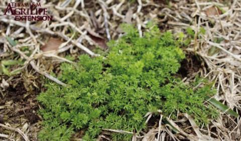 Lawn Burweed is a winter annual weed which grows rapidly in patches while turfgrass lawns are dormant (aggieturf.tamu.edu).
