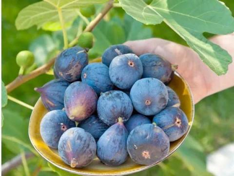 The Texas ‘Blue Giant Fig’ is a fig tree variety which produces extra-large figs with deep purple skin, amber flesh, and very sweet. The fruit has hints of honey and berry flavors, and is best enjoyed when fully ripened on the tree (courtesy: homesteadandchill.com).