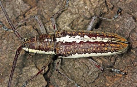 The three-lined fig borer (Ptychodes trilineatus or Neoptychodes trilineatus), is a beetle which bores into wood and primarily attacks fig trees within in the southern US with a range that extends from Texas to Florida (image: inaturalist.org).