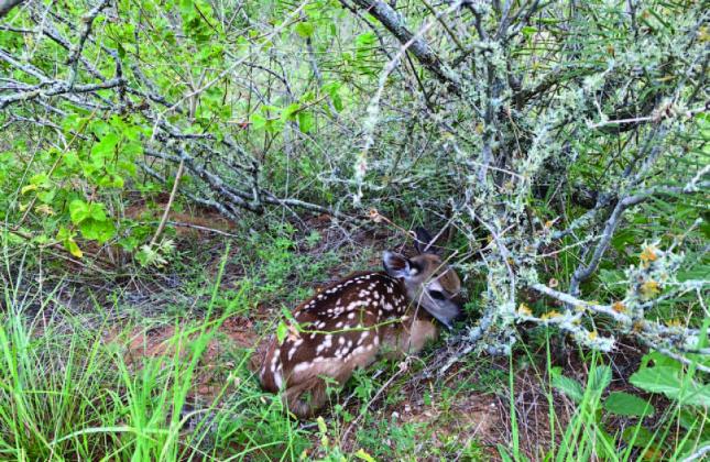 As fawns are born across Texas, an AgriLife Extension wildlife specialist encourages residents not to interfere with seemingly abandoned fawns. Photo courtesy of Miranda Hopper