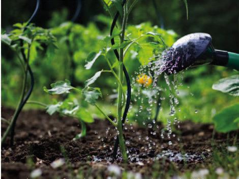 Understanding correct watering techniques conserves water and provides plants with beneficial water without wasting water, Texas' most precious natural resource. Courtesy Photo gardeningknowhow.com