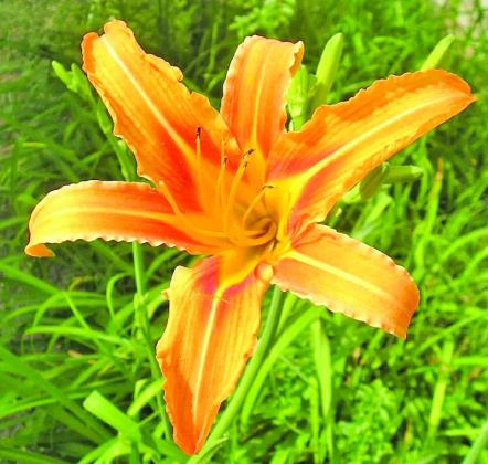 Daylilies (Hemerocallis fulva) are perennials which thrive in most USDA zones, including ours (zones 9A &amp; 9B). The plants are hardy and can manage SETX blistering summers and require only slight maintenance once established (image courtesy: onlyfoods.net).
