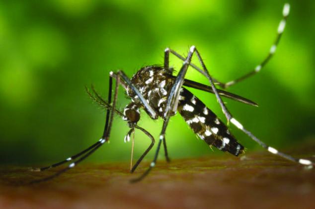 Some members of the mosquito genus Aedes — small, black mosquitoes with white stripes on their back and legs — are known vectors for viral infections, including dengue fever, yellow fever, the Zika virus and chikungunya. Photo courtesy of Miranda Hopper