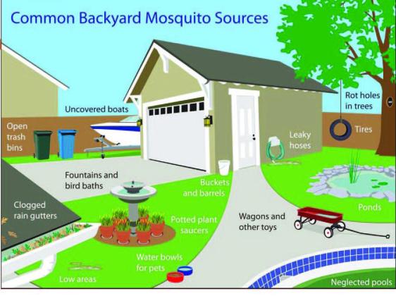 There are a variety of places in the backyard that can serve as a potential breeding ground for mosquitoes.