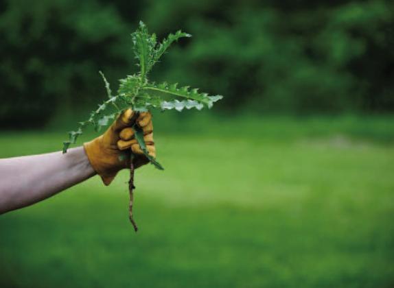 Getting a ‘grip’ on reducing the weed population in lawns, flower beds and vegetable gardens can seem a daunting task, even for seasoned gardeners. It only takes a few weeds producing seeds before weeds get the upper hand. Courtesy Photo
