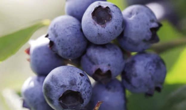 A pristine cluster of ‘Brightwell’ blueberries are bursting with flavor and ready to harvest. Gather them when the entire berry has a dark blue color with no other colors present on the berry, since blueberries will not ripen further after harvesting (Getty image).