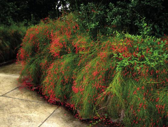 The firecracker plant’s orange-red, red and coral blooms pop against the bushy green foliage and works well in a variety of ways in landscapes, beds and containers.