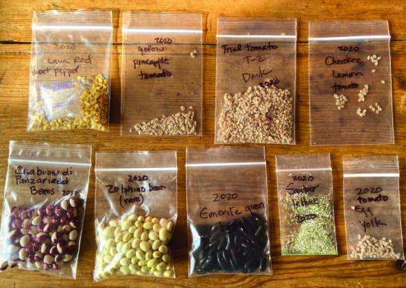 The easiest vegetable seeds to save for a ‘novice’ seed saver: beans, lettuce, peas, tomatoes, peppers, and okra. Legumes (bean &amp; peas) are by far the easiest seeds to save, and also the easiest to germinate. There are numerous flowers which easily lend their seeds, such as marigold, zinnia, morning glory, cleome, nasturtium, poppy, snapdragon, and sunflower Courtesy Photo giantveggiegarden.com
