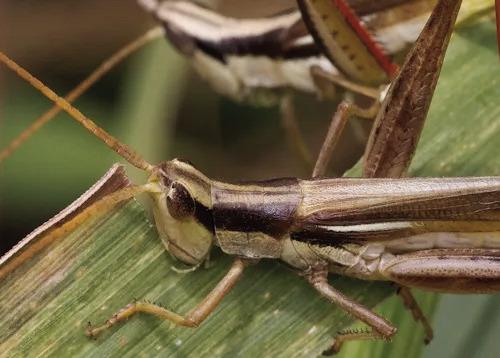 For many SETX gardeners, grasshoppers are problematic during our growing season. Grasshoppers are known to have voracious appetites and can decimate plants if left unchecked (image courtesy: extensionentomology.tamu. edu).