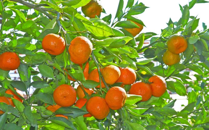 The ‘Arctic Frost’ and ‘Orange Frost’ tangerine cultivars journey began in 1997 when Mr. Moy and Dr. Jerry Parsons collaborated, wanting to hybridize a winter hardy ‘Changsha’ tangerine. Their goal was to produce a Satsuma hybrid with enhanced cold hardiness, producing quality fruit with low seed count (image: plantanswers.com).