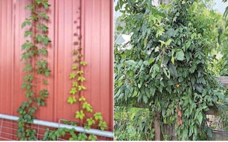 The two poison ivy vines growing on the side of the barn (left image) will be easy to remove by manually pulling them down and removing the root system. The dense clump of poison ivy growing over the fence post will require more effort and the use of herbicide to eradicate (images courtesy: Walter Avila).