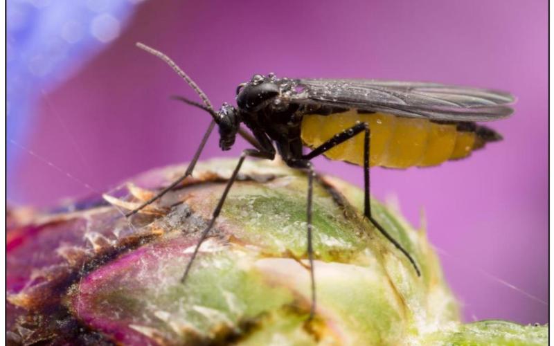 Adult fungus gnats live for just seven to ten days, but the female can lay up to 200 eggs in the cracks and crevices of moist soil, so populations grow quickly. Photo Courtesy of Summit Responsible Solutions