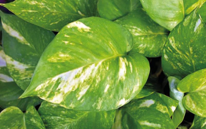 Pothos ingestion symptoms are immediately apparent after a pet ‘snacks’ on the plant. Plant toxins cause tongue swelling and vomiting with difficulty breathing. More severe symptoms can include seizures and the loss of consciousness (image courtesy: pethelpful.com).