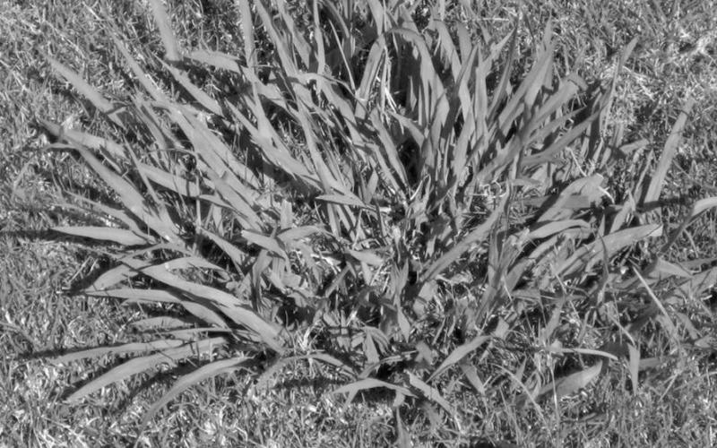 Managing Weeds for a Healthy Lawn