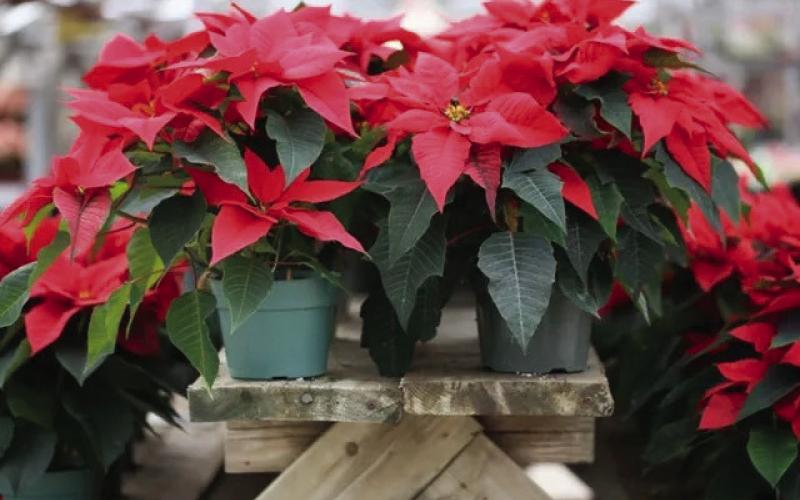 The Poinsettia which is known as “Flor de Noche Buena” (Christmas Eve Flower) in Mexico &amp;amp; Central America. Grown in its native habitat, the tropical shrub can grow up to 10 feet (gardeningknowhow.com).