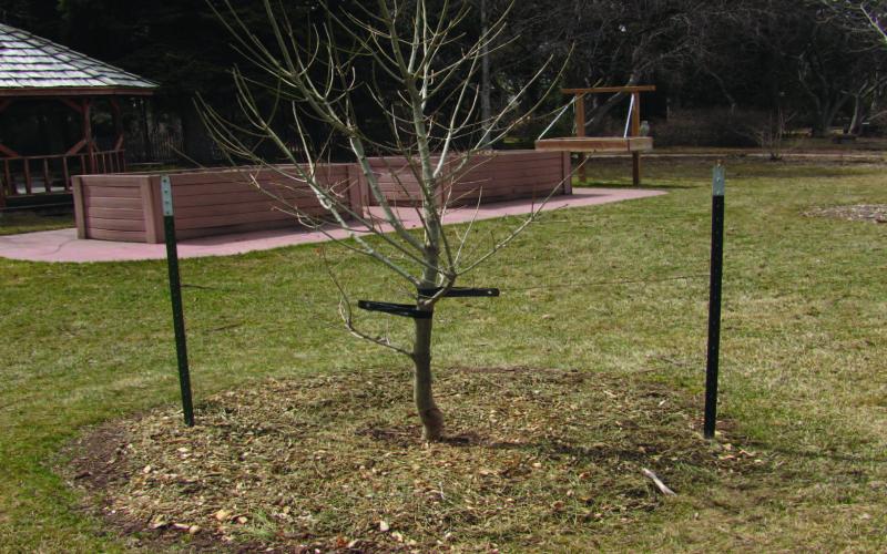 Staking trees is an often-over-looked gardening task but necessary to maintain a tree’s structural growth and root stability. The recommendation is to allow stakes to remain attached to the tree for two years of growth, and the preferred method to protect your investment of time, money, and energy (image courtesy: cheyennegardengossip.wordpress.com). Courtesy Photo