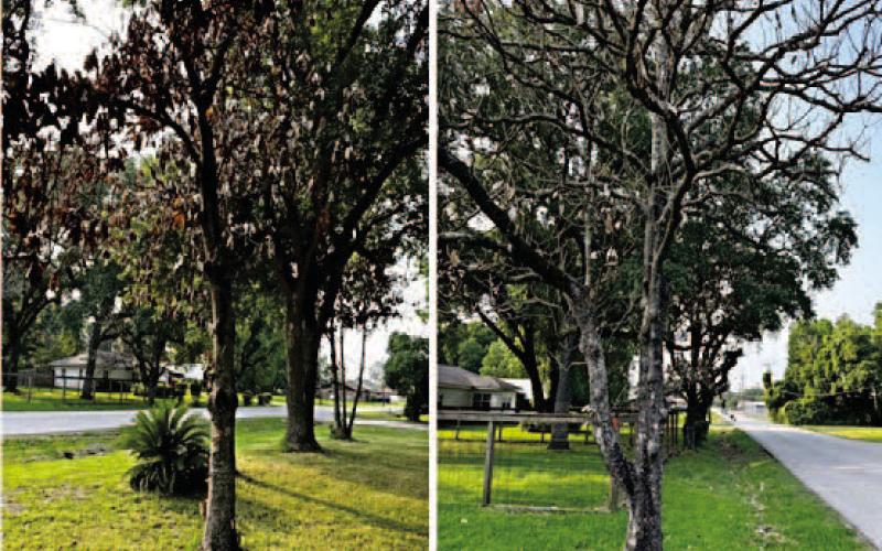 Images similar to these can be found in many SETX communities, a reminder to the vast number of trees which have succumbed; evidence of our every changing environmental conditions. Seasonal temperature extremes (blistering summers to subfreezing winters) with extended periods of drought is proving catastrophic for trees (images courtesy: John Green/ Walter Avila).