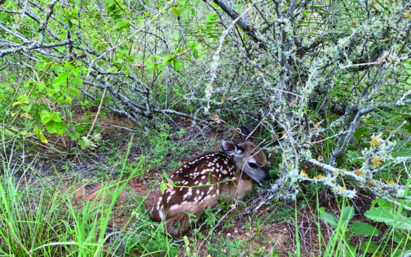 As fawns are born across Texas, an AgriLife Extension wildlife specialist encourages residents not to interfere with seemingly abandoned fawns. Photo courtesy of Miranda Hopper