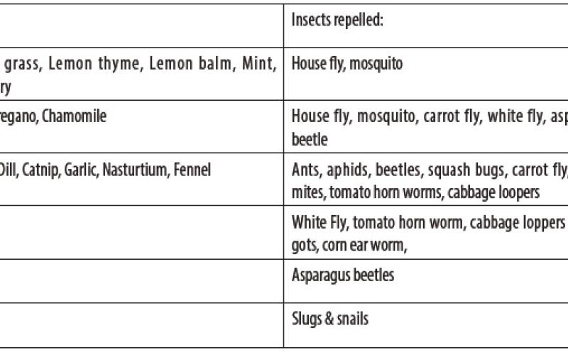 Managing Garden Insect Pests