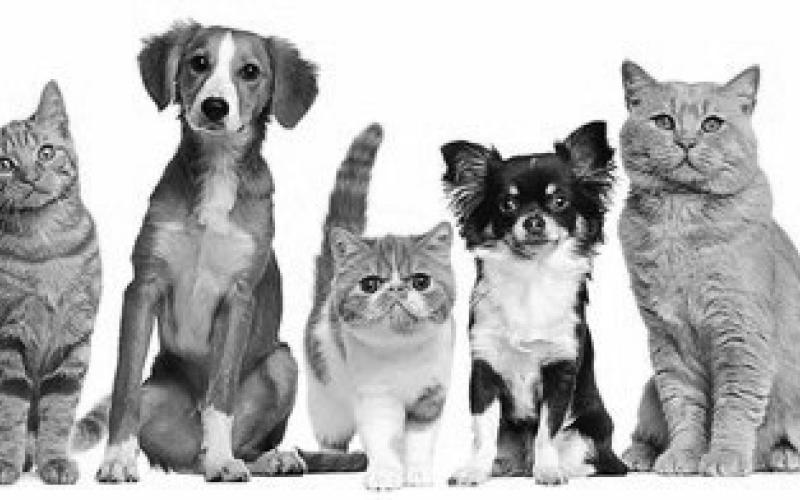 Pet Heat Safety