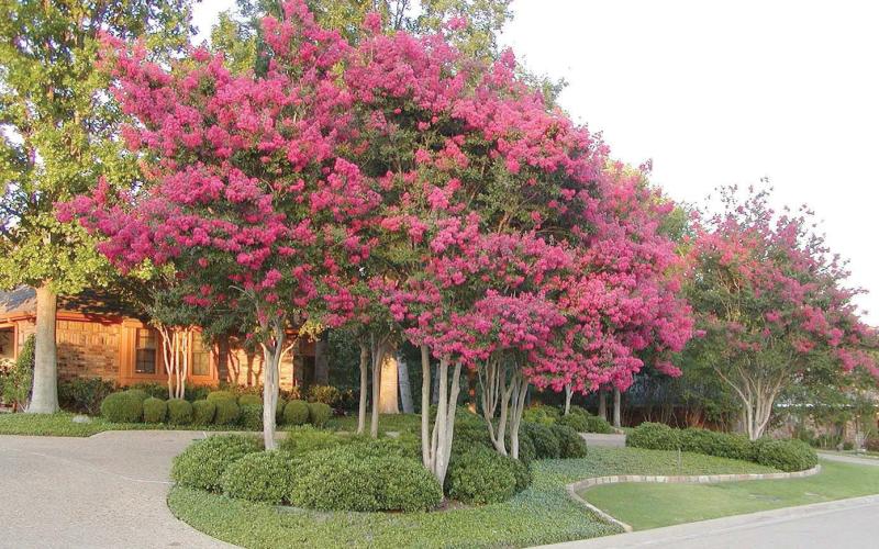 Crepe Myrtles correctly pruned and maintained are visually stunning, creating colorful focal points and are wonderful accent plants which provide enduring curb appeal (image: Covingtonnursery.com).