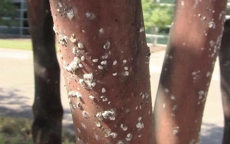 This tree is infested with Crepe Myrtle Bark Scale (CMBS) denoted by the grayish- white insects on the trunks and the black sooty mold which covers the entire surface of the trunks’ bark (image: arborscapesllc.com).