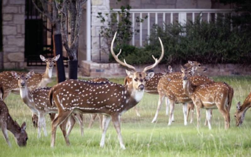 Texas Drawn Hunt Program Opens for the 2024-25 Season Applications