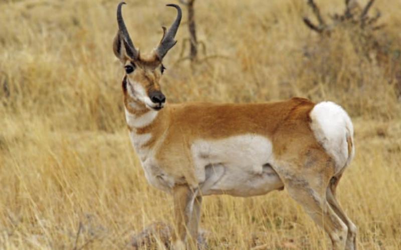 Texas Drawn Hunt Program Opens for the 2024-25 Season Applications