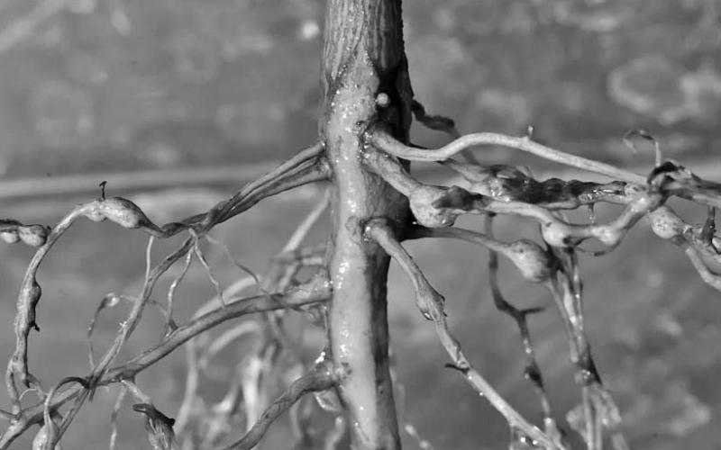 Southern root-knot nematodes dwell beneath the soil surface and are formidable pests. Nematodes in general are responsible for billions of dollars in crop damage annually. Root-knot nematodes are by far the most prevalent and destructive of all nematodes (image courtesy: farmprogress.com).